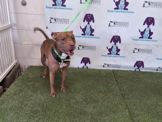 BOCA - Pit Bull Terrier for adoption in Orlando