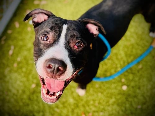 MOJO - Pit Bull Terrier available for adoption