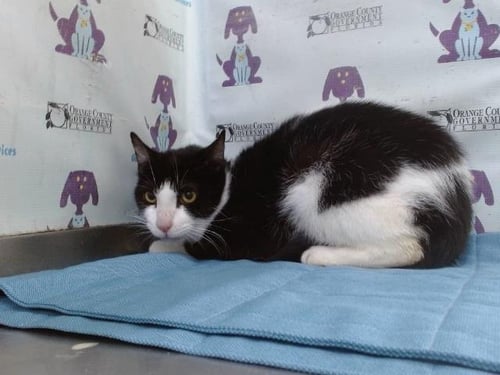 WINDY - Domestic Short Hair available for adoption