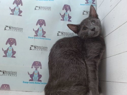 LINA - Domestic Short Hair available for adoption