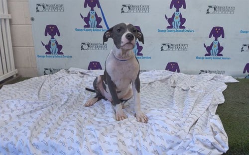 *ONYX - Pit Bull Terrier available for adoption