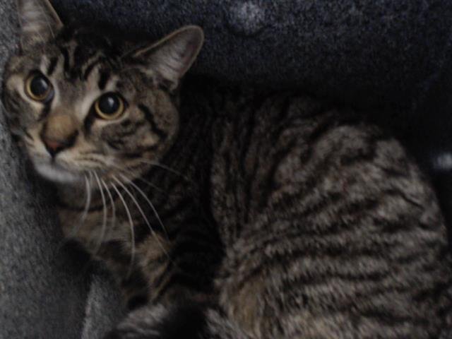 ROCKY - Domestic Short Hair for adoption in Orlando