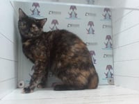 TOFFEE - Photo 1