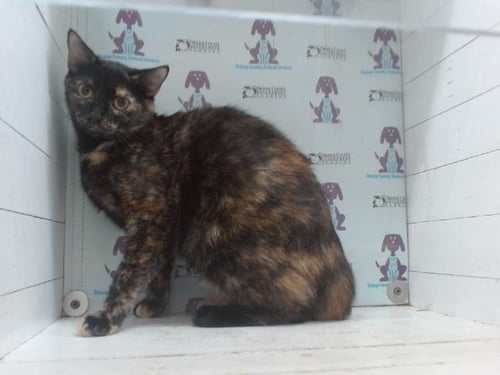 TOFFEE - Domestic Short Hair available for adoption