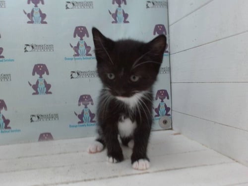 BILL - Domestic Short Hair available for adoption