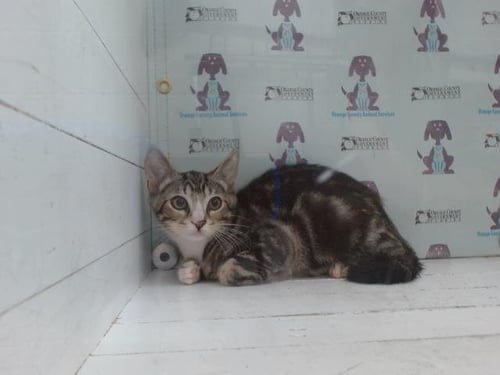 MILA - Domestic Short Hair available for adoption