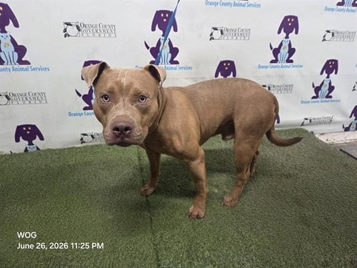 ROCKY - Pit Bull Terrier available for adoption