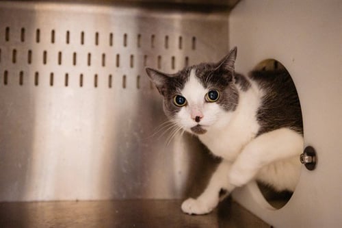 CHIQUITA - Domestic Short Hair available for adoption