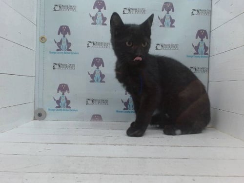 A605875 - Domestic Short Hair available for adoption