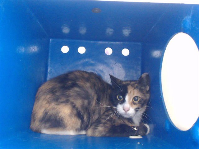 A589809 - Domestic Short Hair available for adoption