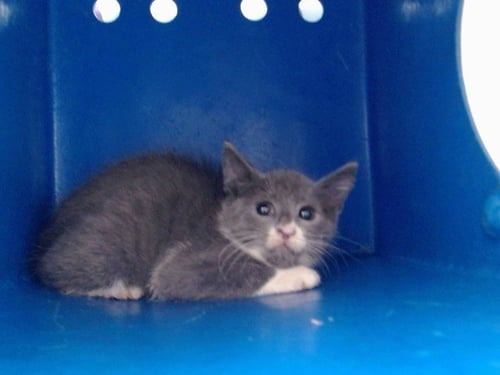*CHESTERBELLE - Domestic Short Hair available for adoption