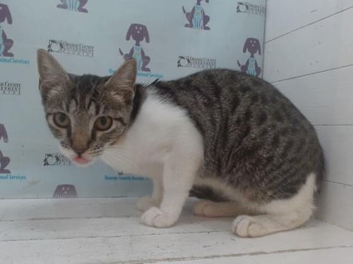 *SHIRLEY - Domestic Short Hair available for adoption