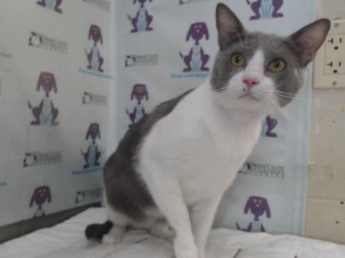 SONIC - Domestic Short Hair available for adoption