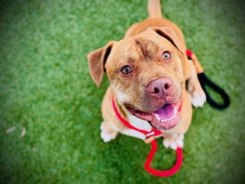 FOREST - Pit Bull Terrier available for adoption