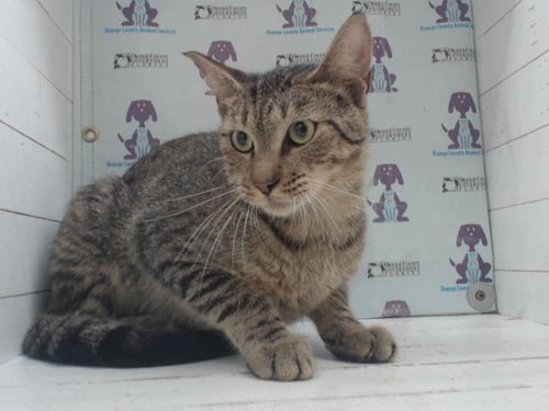 *FRITZ - Domestic Short Hair available for adoption