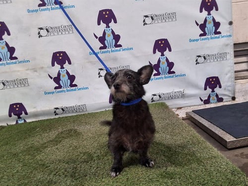 LIL'BIT - Norfolk Terrier available for adoption