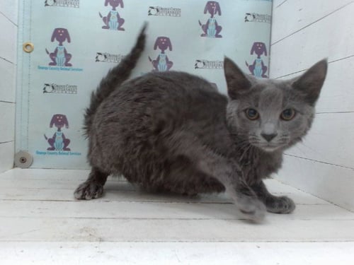 A603025 - Domestic Short Hair available for adoption