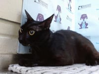 BUDDY - Photo 1