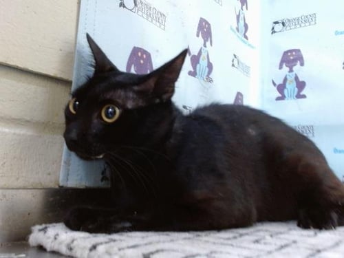 BUDDY - Domestic Short Hair available for adoption