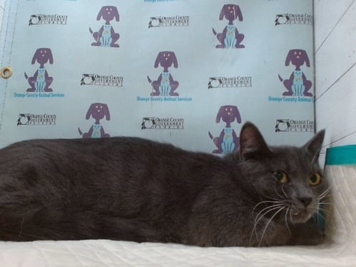 HOPE - Domestic Short Hair for adoption in Orlando