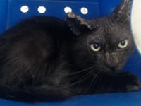 BLACKIE - Photo 1