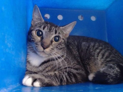*MISS MEOWSKI - Domestic Short Hair available for adoption