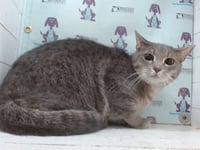 *LENORE - Photo 1