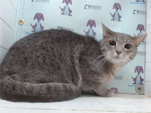*LENORE - Domestic Short Hair available for adoption