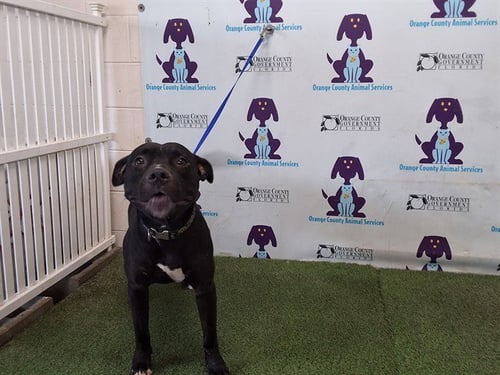 MEZZIAH - Pit Bull Terrier available for adoption