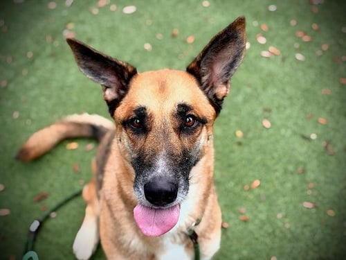 LUCY - German Shepherd Dog available for adoption