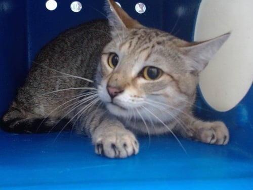 BLONDIE - Domestic Short Hair available for adoption
