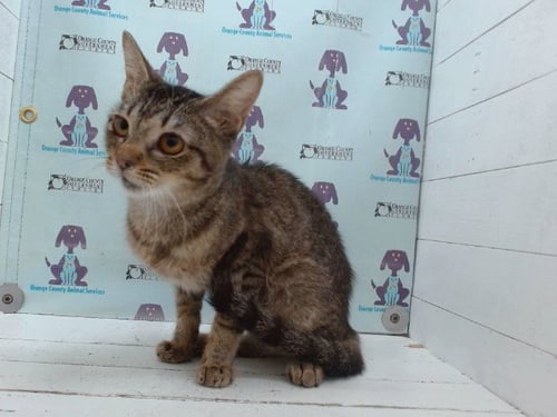 *PEANUT - Domestic Short Hair available for adoption