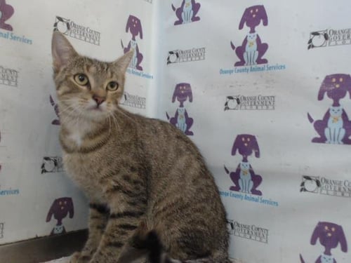 * PRETTY - Domestic Short Hair available for adoption
