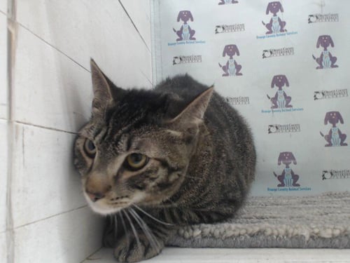 HAZEL - Domestic Short Hair available for adoption