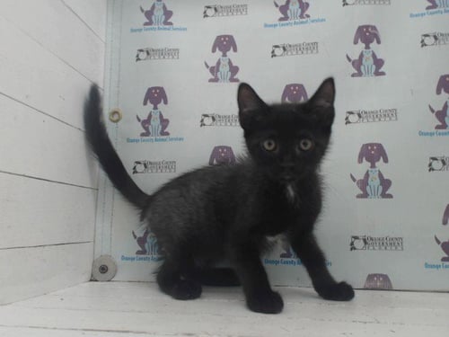 *MACKEREL - Domestic Short Hair available for adoption