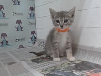 *MAGGIE - Photo 1