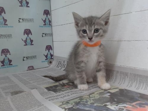 *MAGGIE - Domestic Short Hair available for adoption