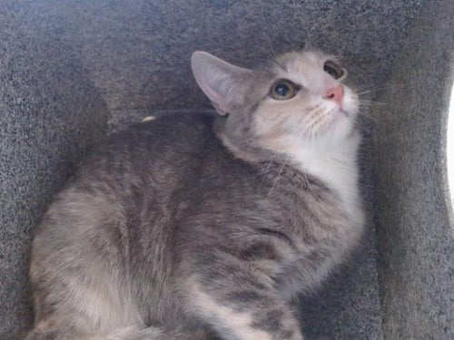 TIGER - Domestic Short Hair available for adoption