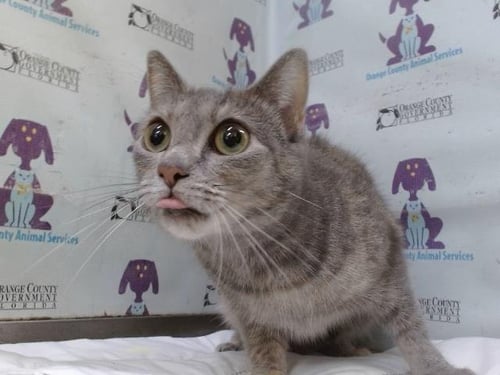 GABBY - Domestic Short Hair available for adoption