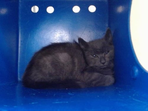 A605027 - Domestic Medium Hair available for adoption