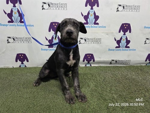 *BONNIE - Pit Bull Terrier available for adoption