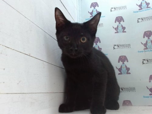 KHAN - Domestic Short Hair available for adoption