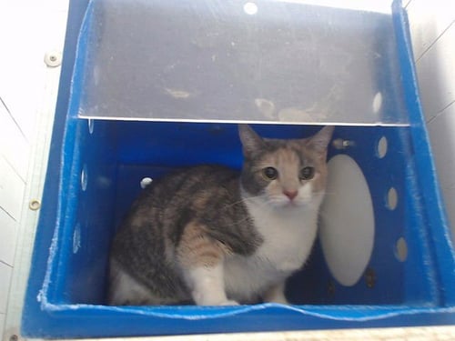 MIMI - Domestic Medium Hair for adoption in Orlando