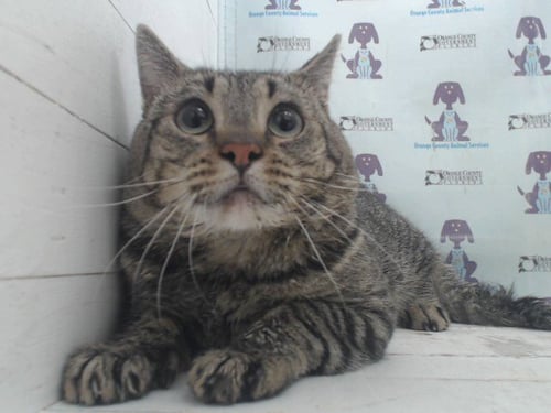 TIGER - Domestic Short Hair available for adoption