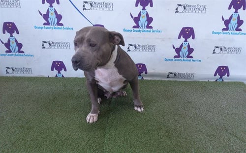 BLUE - Pit Bull Terrier available for adoption