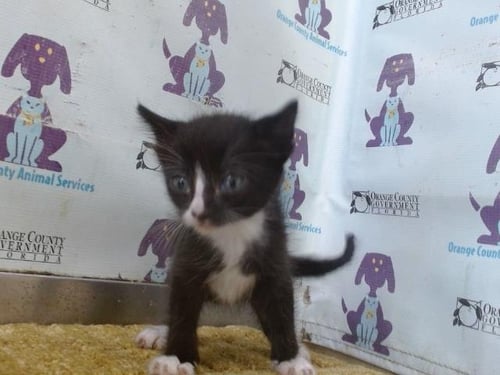 *ONYX - Domestic Short Hair available for adoption
