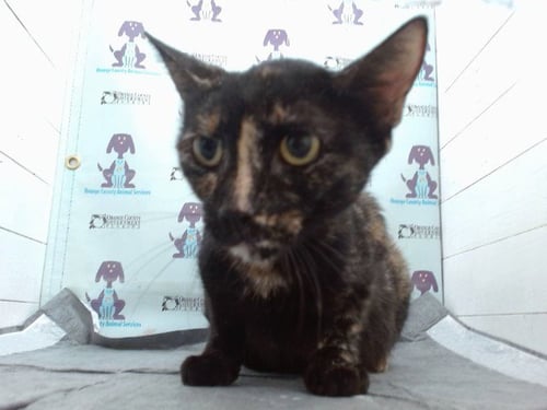 A605720 - Domestic Short Hair available for adoption