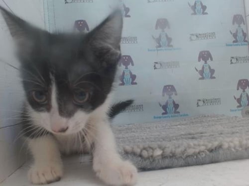 A595876 - Domestic Short Hair available for adoption