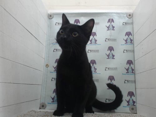 SWEET CHEEKS - Domestic Short Hair available for adoption