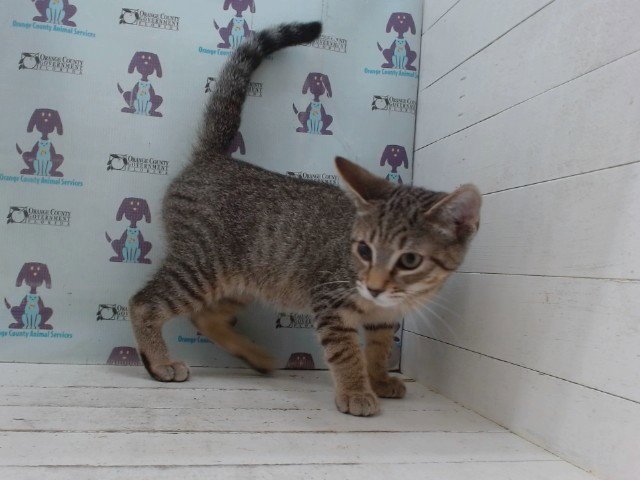 KEVIN Image